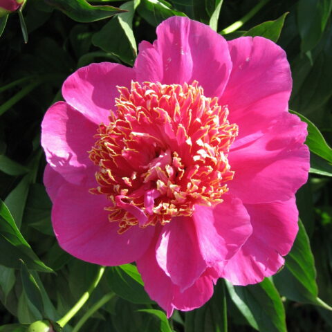 Paeonia lactiflora "Neon"