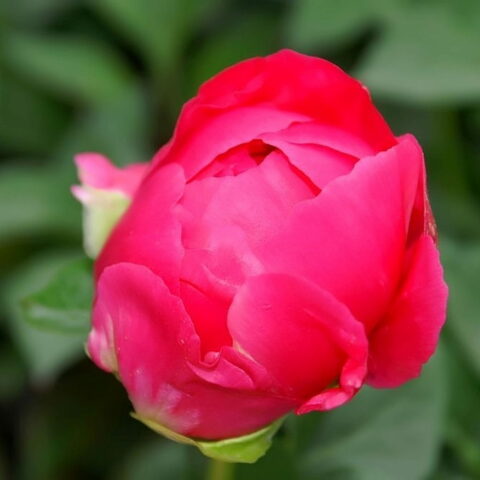 Paeonia lactiflora "Paula Fay"