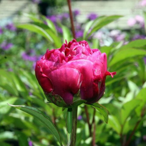 Paeonia lactiflora "Karl Rosenfield"