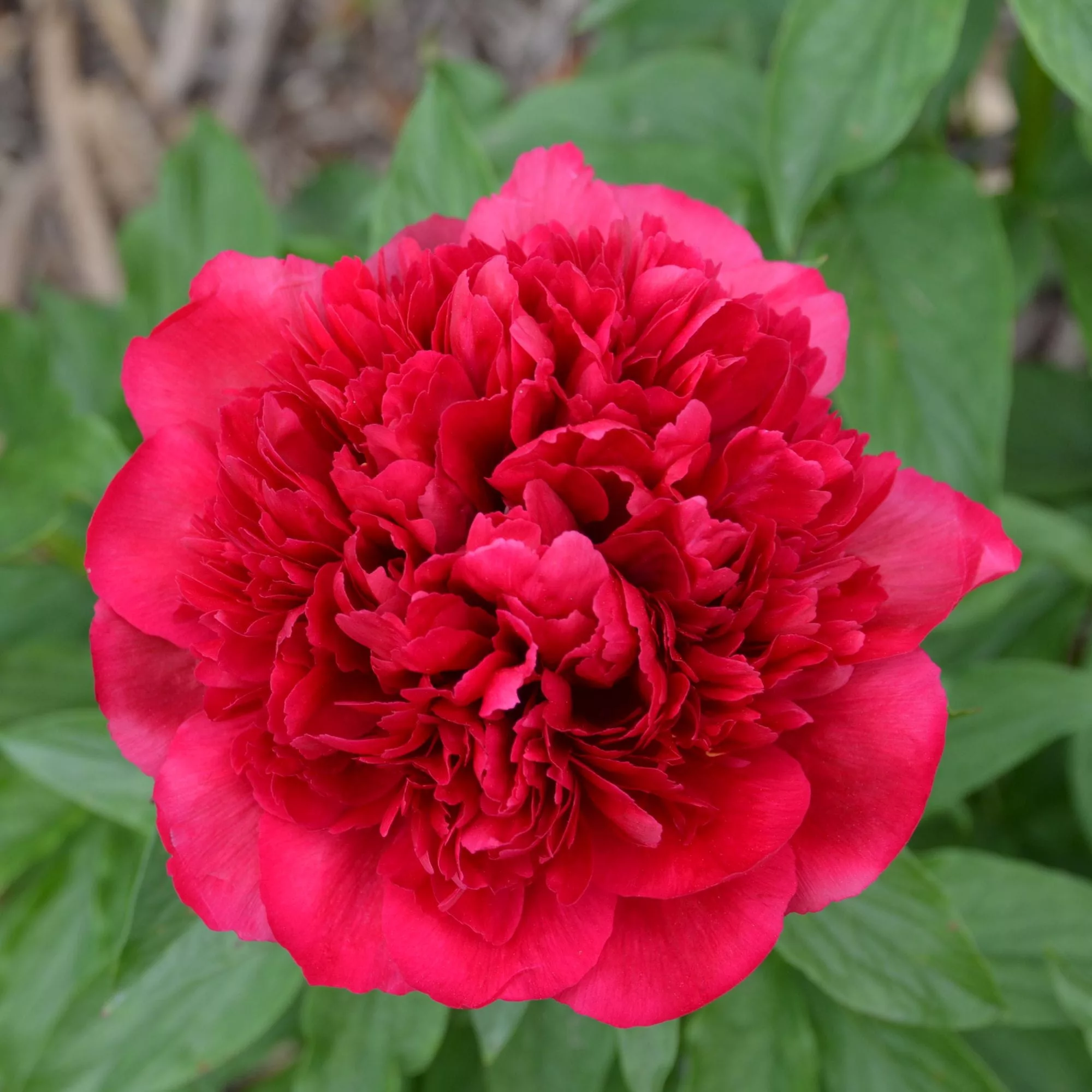 Paeonia lactiflora "Many Happy Returns"