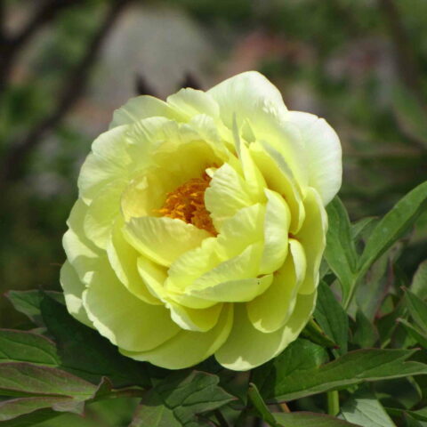 Paeonia "High Noon Yellow"