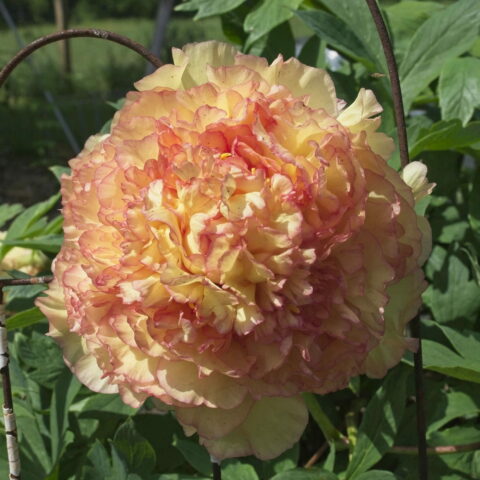 Paeonia "Kinkaku Orange"