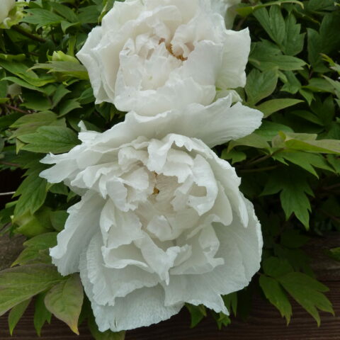 Paeonia "Godaishu White"