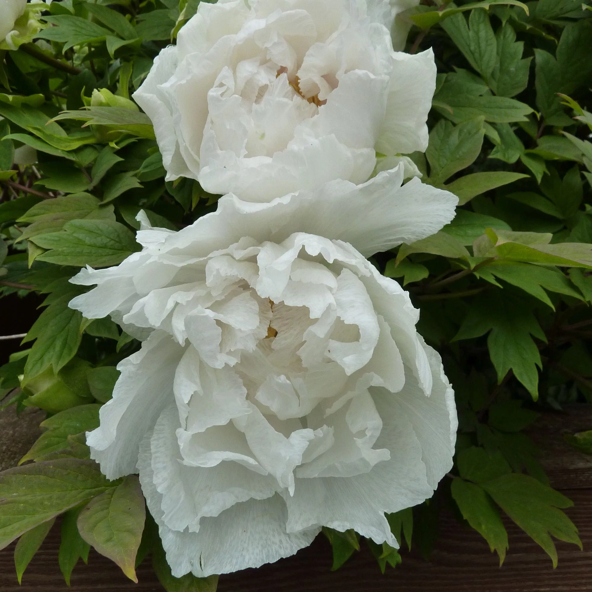 Paeonia "Godaishu White"