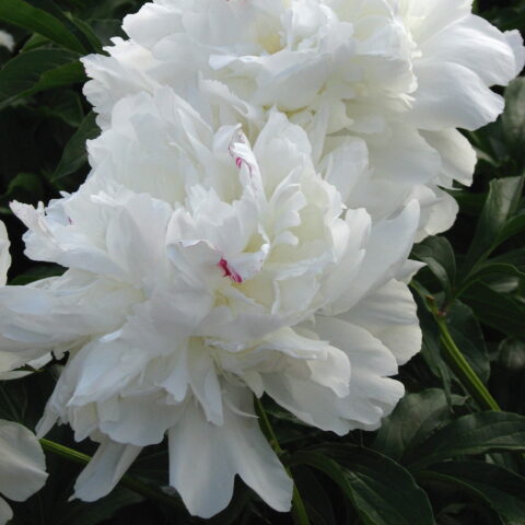 Paeonia lactiflora "Festiva Maxima"