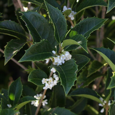 Osmanthus aquifolium