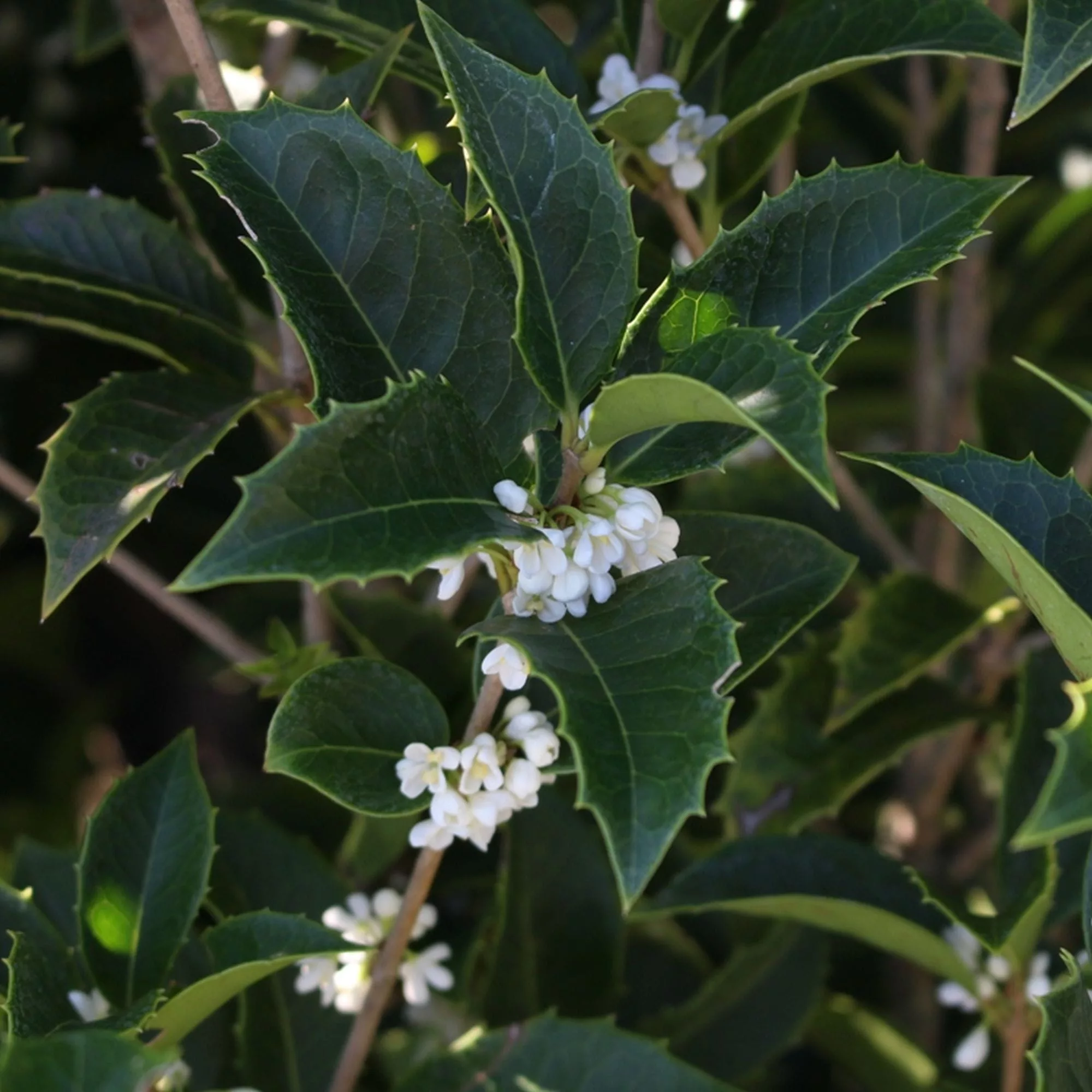 Osmanthus aquifolium