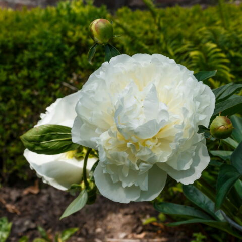 Paeonia "Duchesse de Nemours"