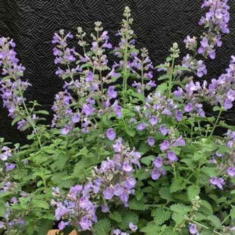 Nepeta xfaassenii "Sylvester Blue"