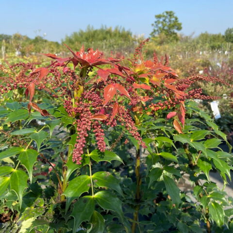 Mahonia aquifolium "Cabaret"