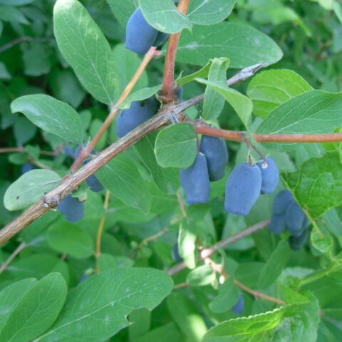 Lonicera caerulea var. Kamtschatica "Honeybee"