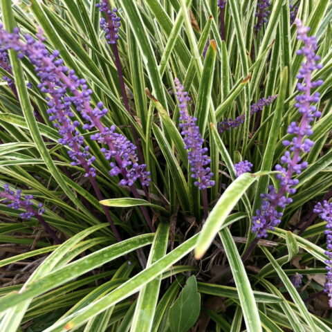 Liriope muscari "Variegata"
