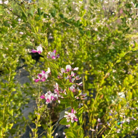 Lespedeza thunbergii "Edo-shibori"