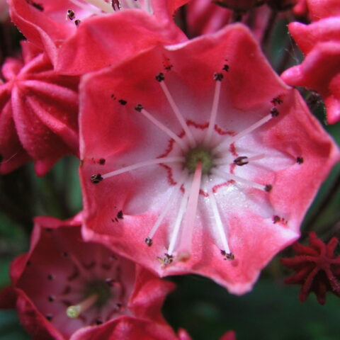 Kalmia latifolia "Pinkobello"