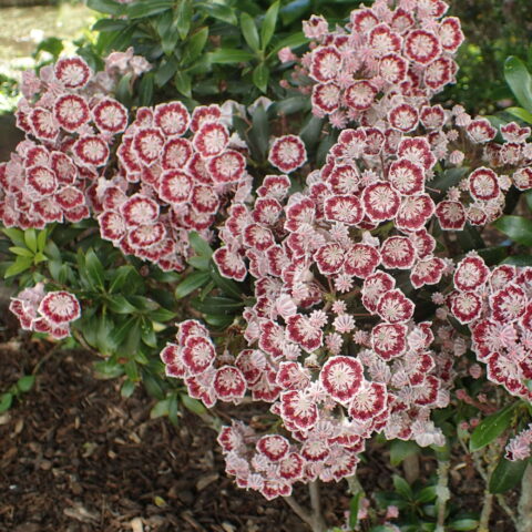 Kalmia latifolia "Minuet"
