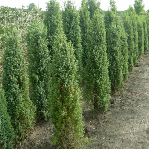 Juniperus communis "Hibernica"