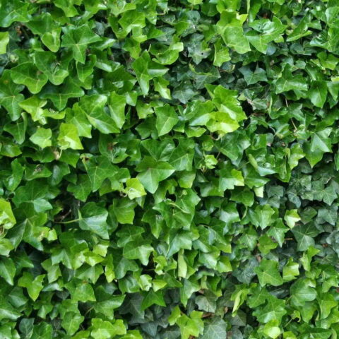 Hedera helix "Hibernica"