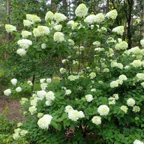 Hydrangea paniculata "Limelight"
