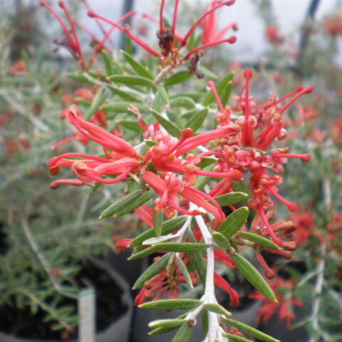 Grevillea "Poorinda Constance"