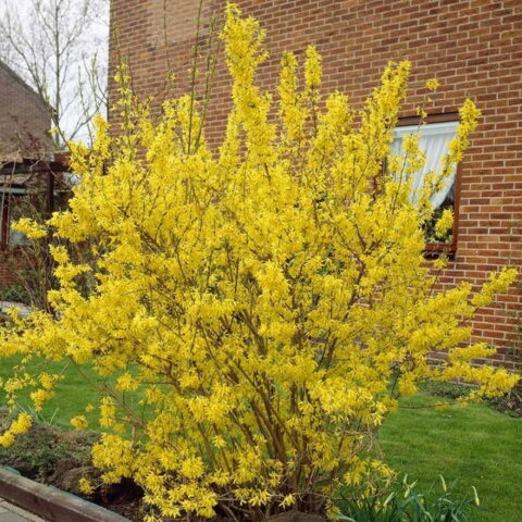 Forsythia x intermedia "Weekend"