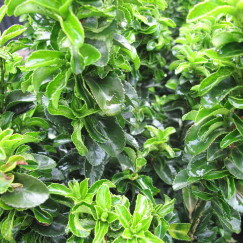 Euonymus japonicus "Green Rocket"