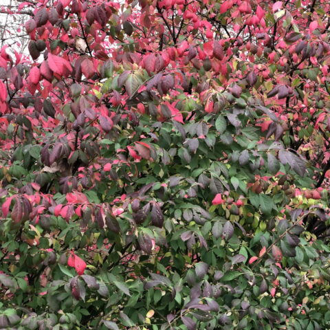 Euonymus alatus