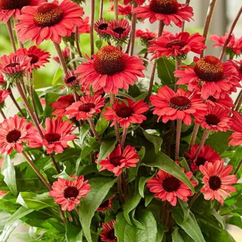 Echinacea purpurea "Sunseekers Red"