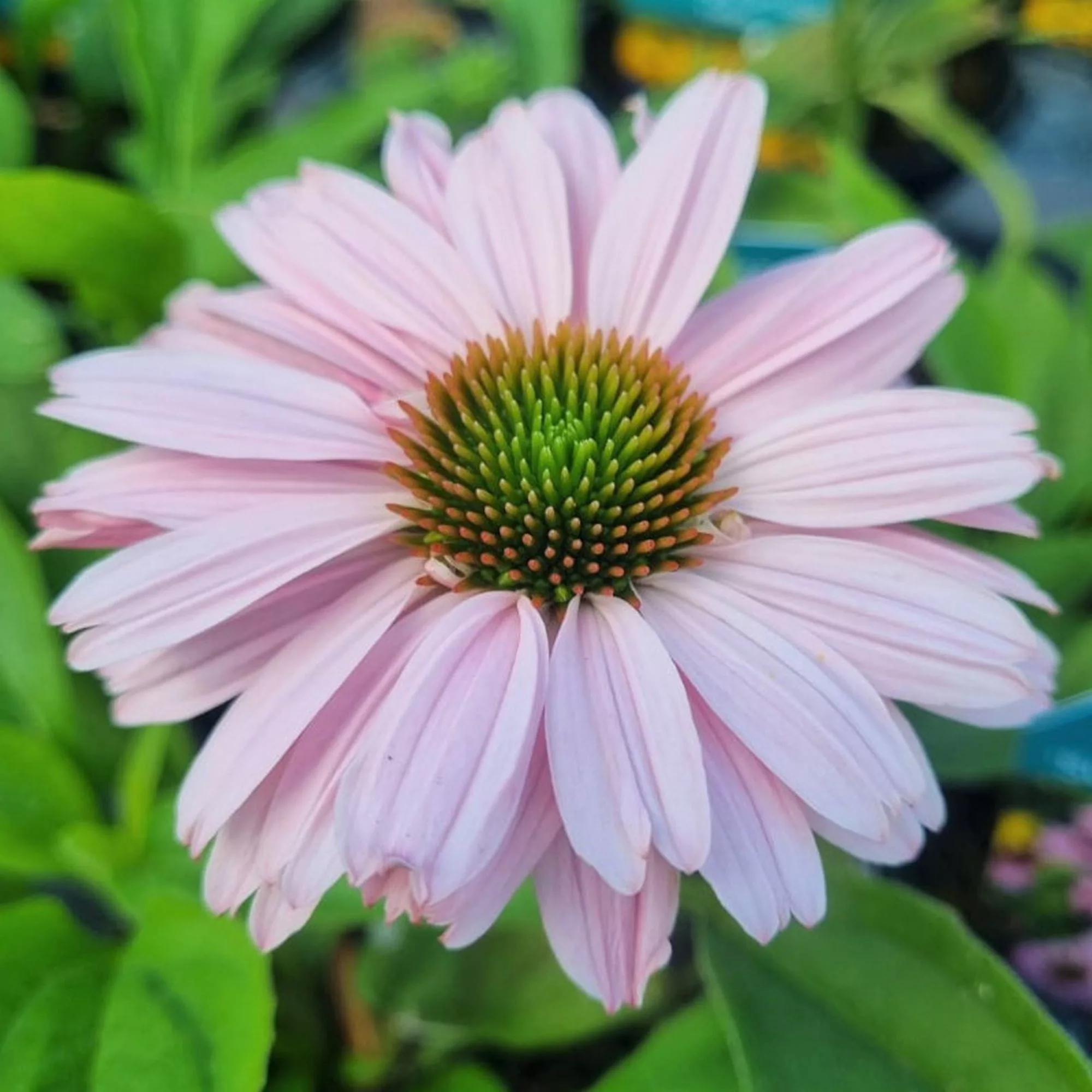 Echinacea purpurea "Sunseekers Blush"