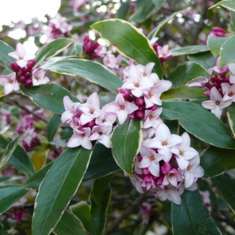 Daphne bholua "Spring Beauty"