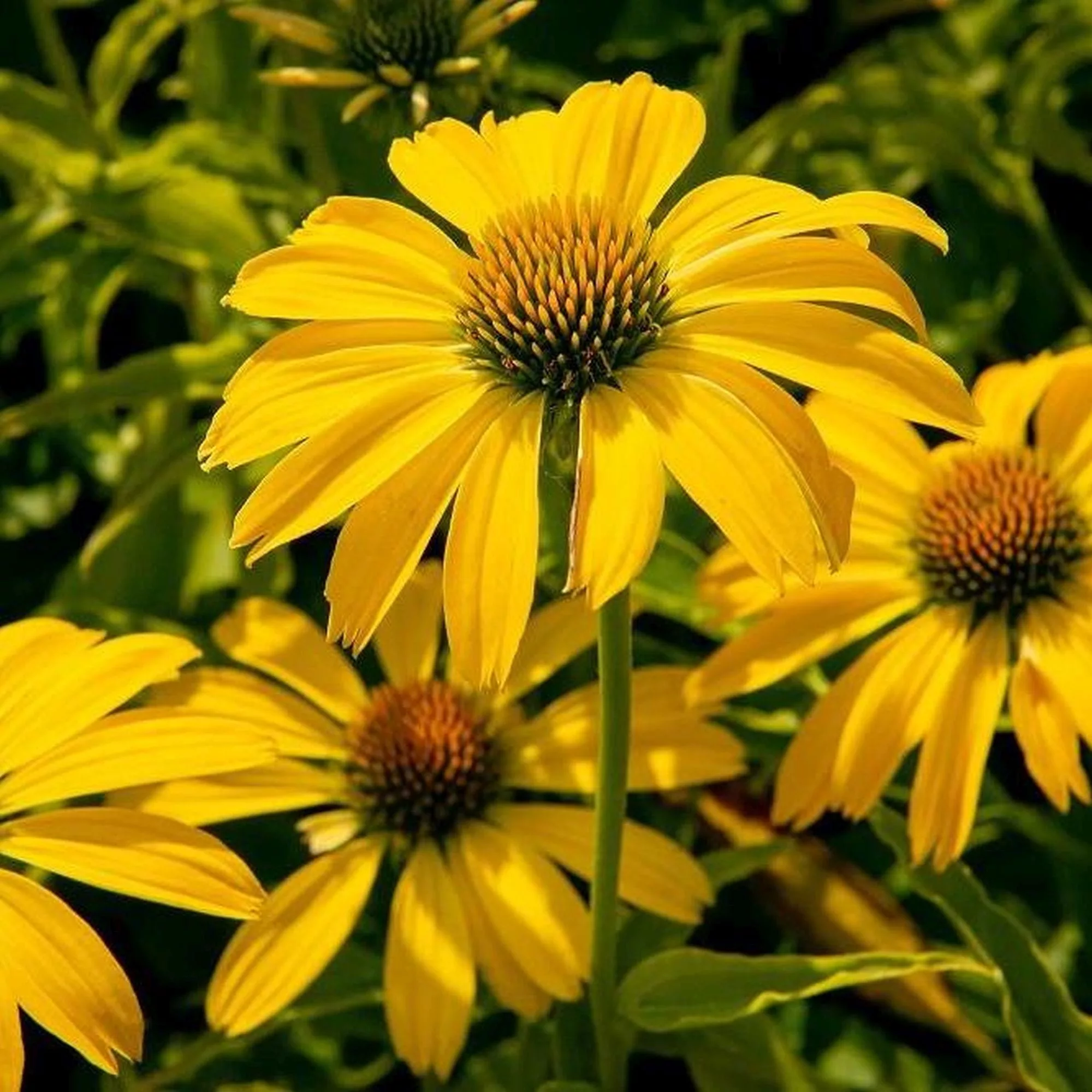 Echinacea purpurea "Papallo Classic Deep Yellow"
