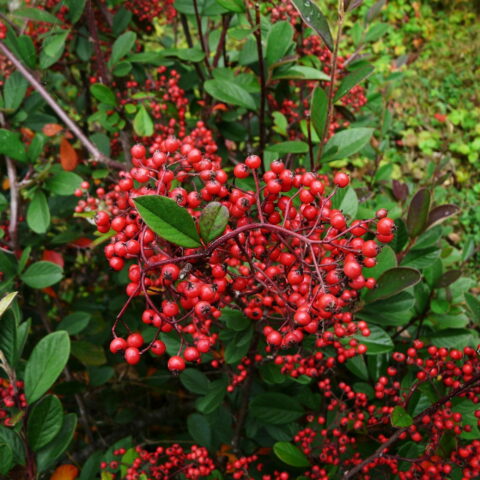 Cotoneaster lacteus