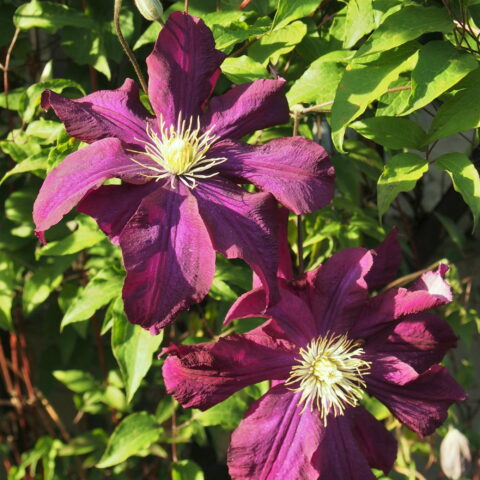 Clematis "Warszawska Nike"