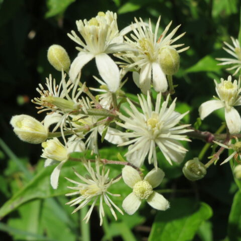 Clematis vitalba