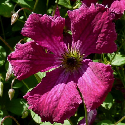 Clematis viticella "Rubra"