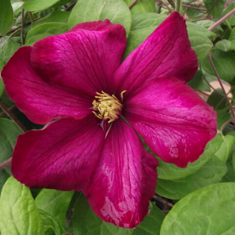 Clematis "Ville de Lyon"