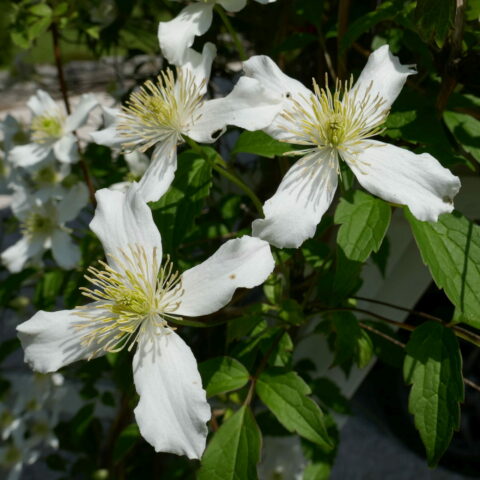 Clematis montana "Wilsonii"