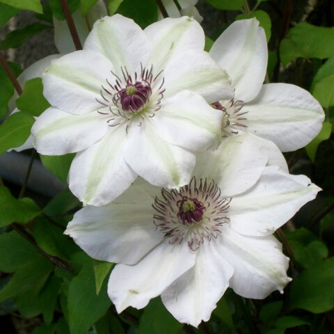 Clematis "Miss Bateman"