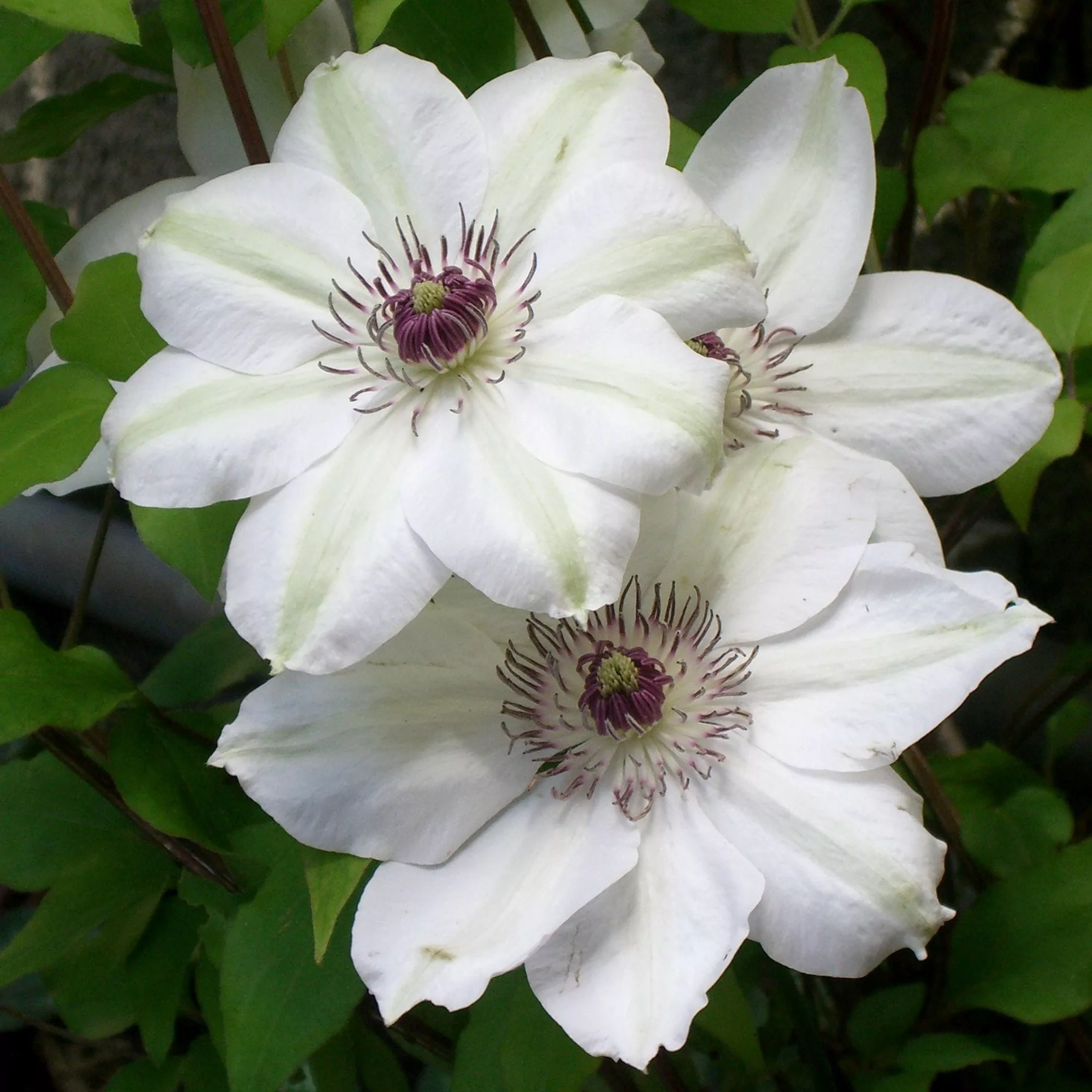 Clematis "Miss Bateman"