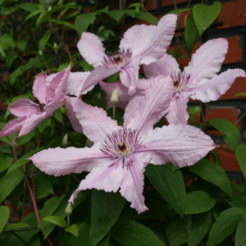 Clematis "Hagley Hybrid"