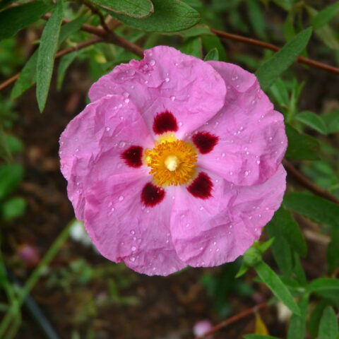 Cistus x purpureus
