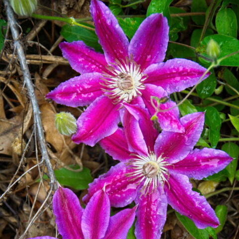 Clematis "Dr. Ruppel"