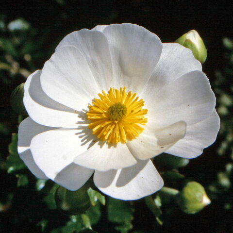 Cistus salviifolius