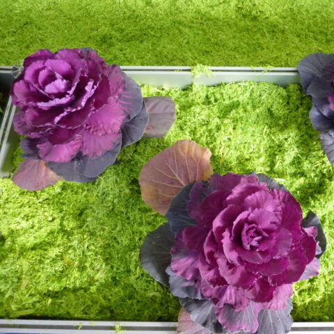 Cavolo ornamentale viola