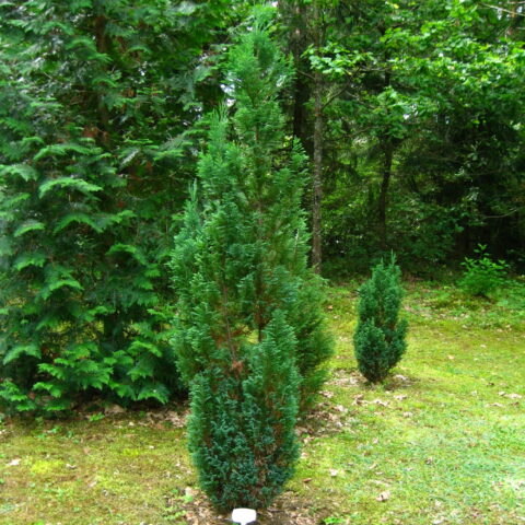 Chamaecyparis lawsoniana "Ellwoodii"