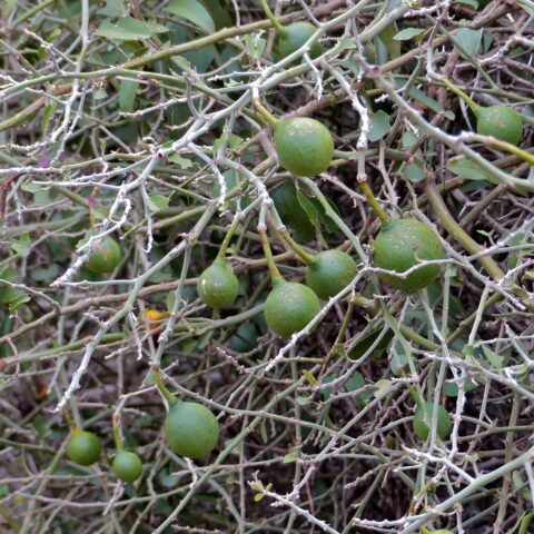 Capparis spinosa