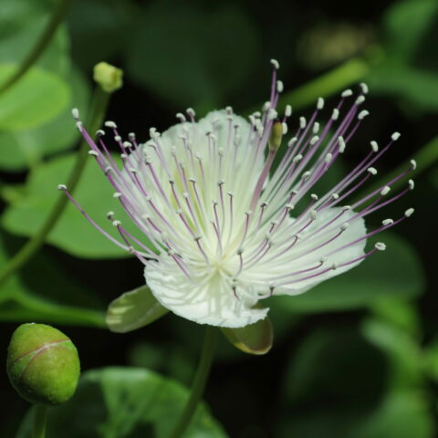 Capparis spinosa var. inermis