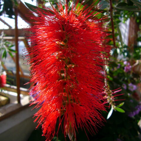 Callistemon citrinus "Splendens"
