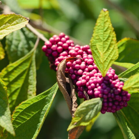 Callicarpa bodinieri "Profusion"