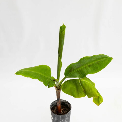 Musa acuminata "Cavendish Ricasa"