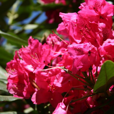 Rhododendron "Nova Zembla"